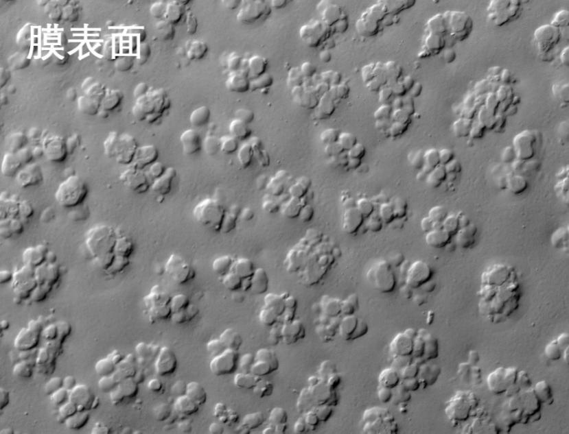v8哈希游戏烧结管式膜电镜照片